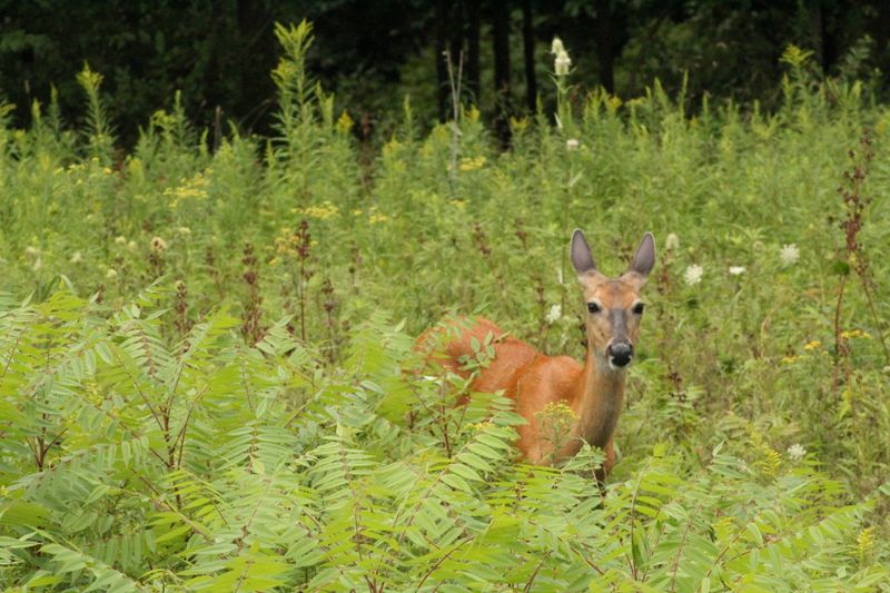 Watch For Wildlife Encounters
