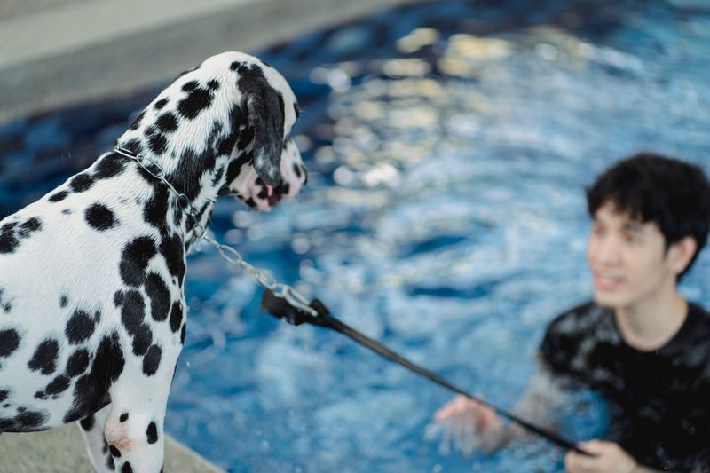 Learn the Leash and Pool Routine