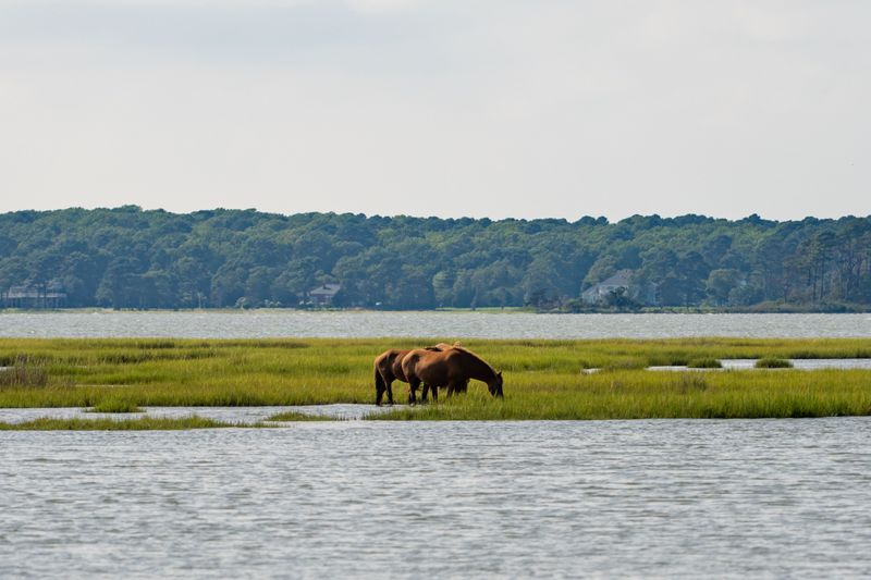Give Wild Horses at Least 40 Feet