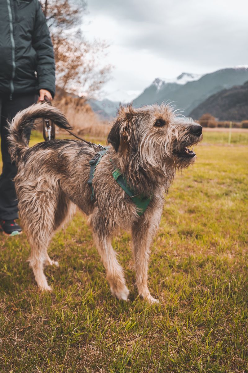 Prepare Your Dog for Rural Walks