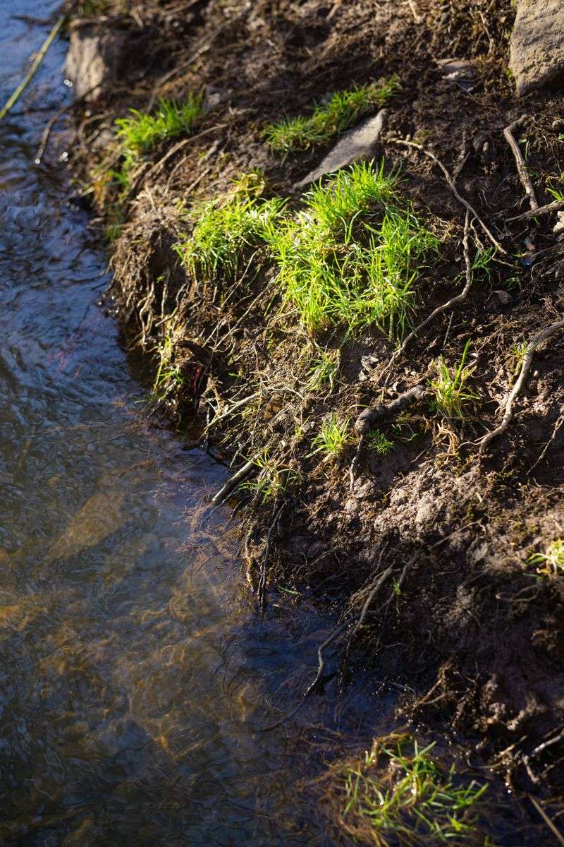 Give Creek Banks Time to Stabilize