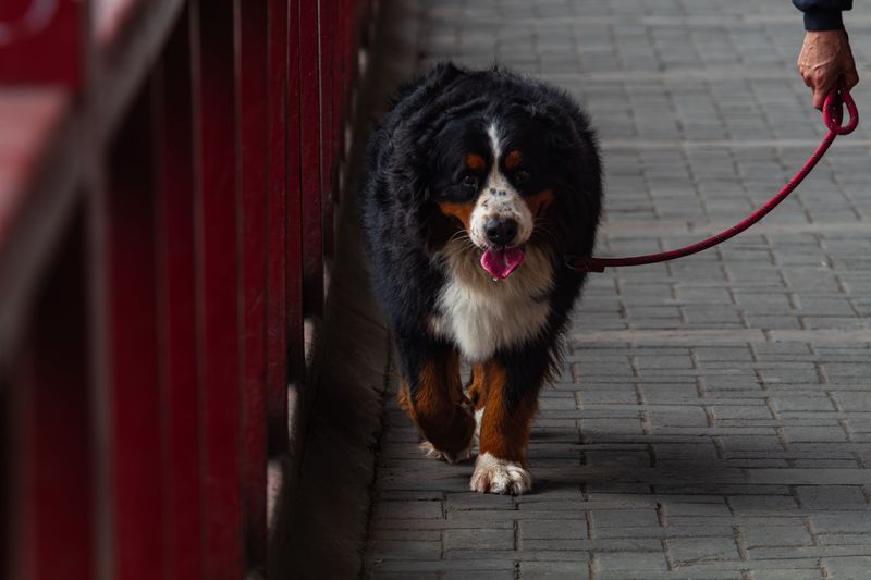Practice Leash Manners in Narrow Hallways