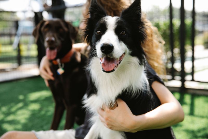 Understand New York’s Dog Daycare Requirements