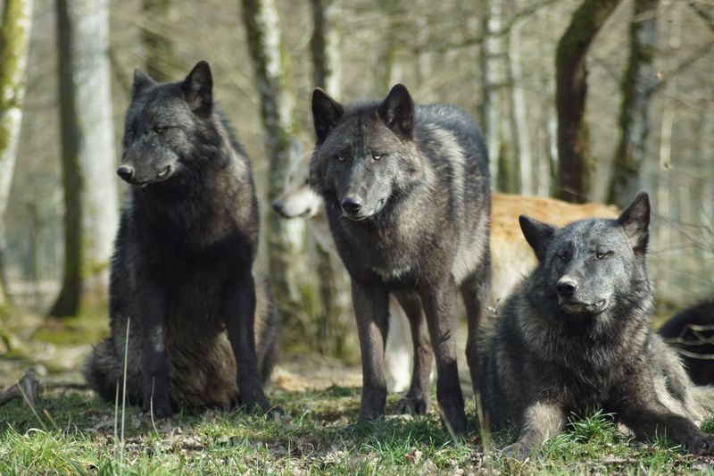 Understand Why Dogs Can Trigger Defensive Behavior