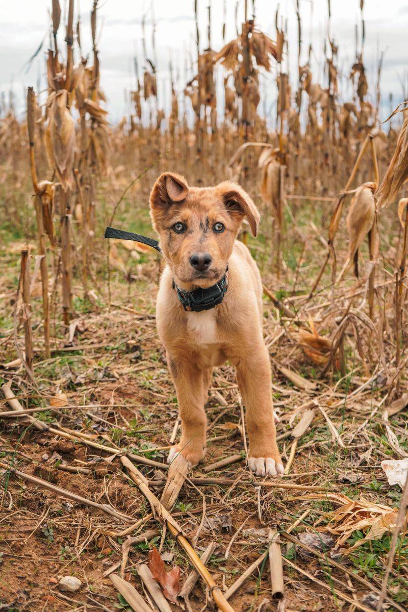 Understand Pennsylvania’s Dog Licensing Rules