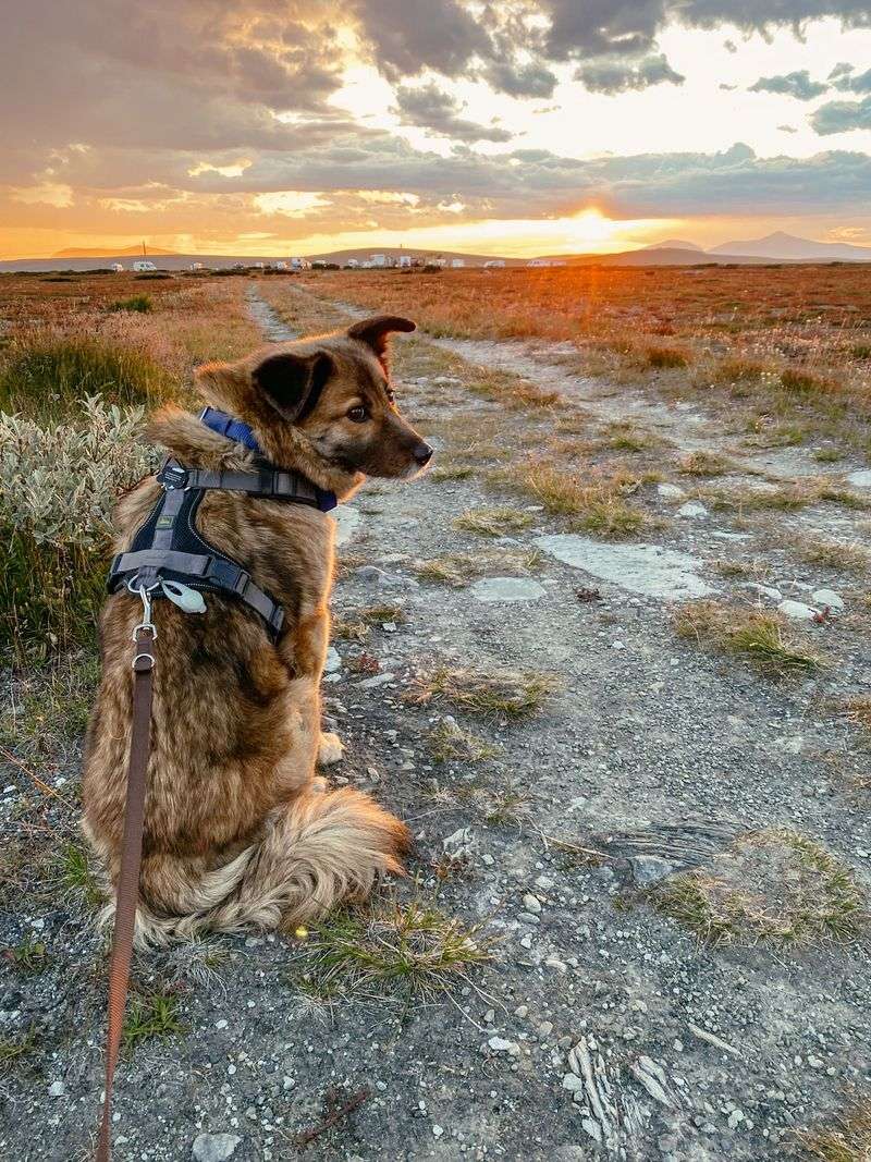 Make Sure Your Dog’s Leash Is Ready