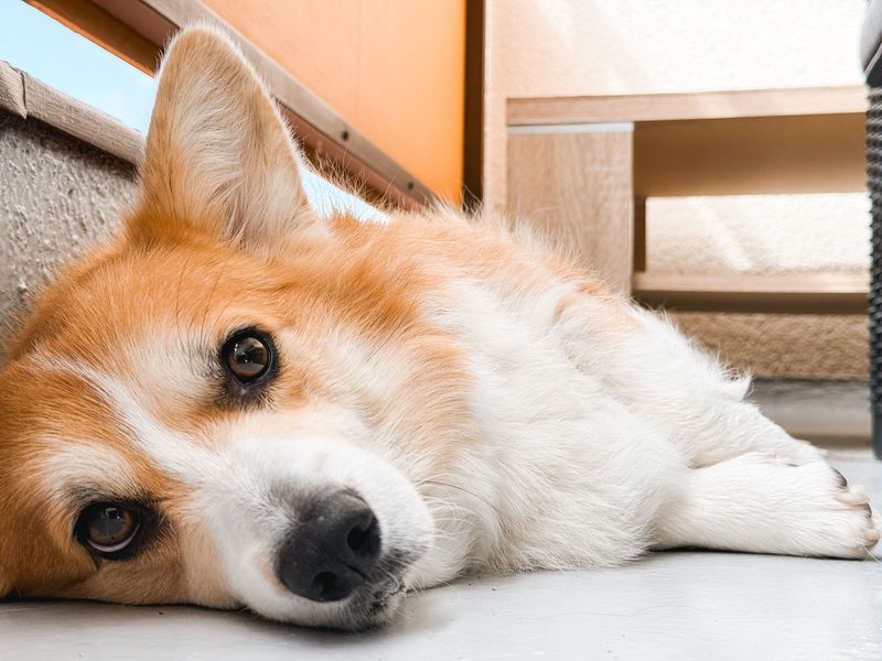 Ask Where Dogs Go if Cooling Fails