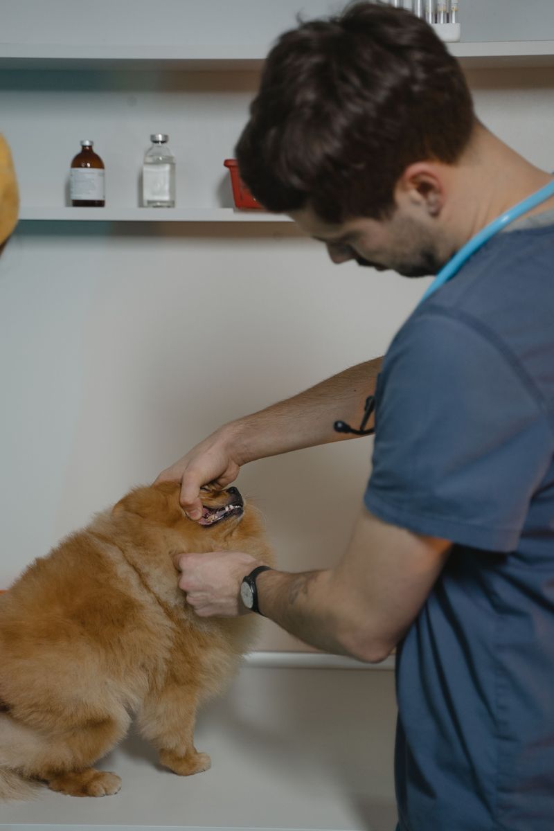 Be Careful With Healthy or Vet Checked Claims
