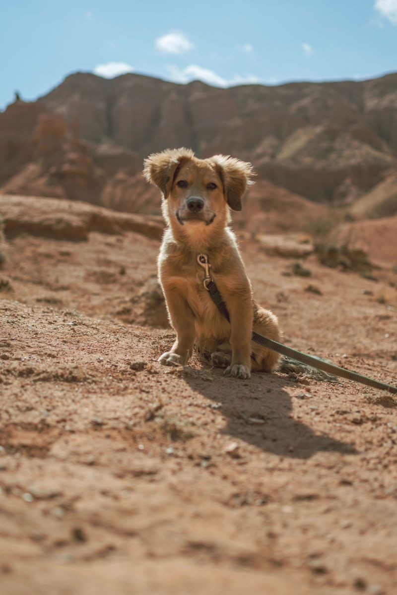 Keep Your Dog Close Around Wildlife