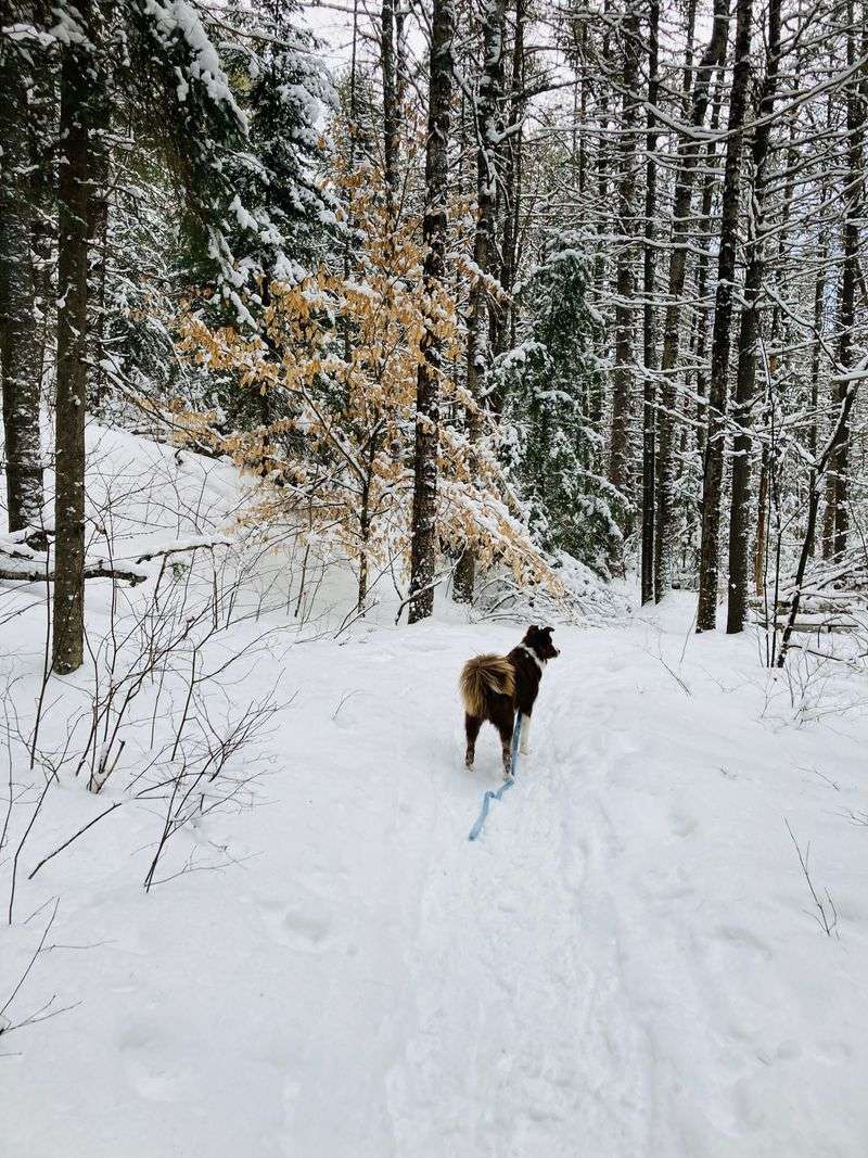 Keep Your Dog Away From Wildlife