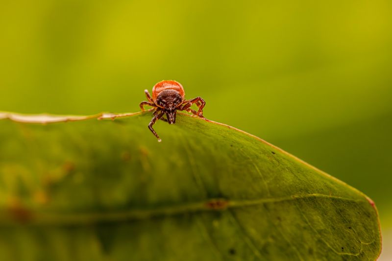 Parasite Prevention