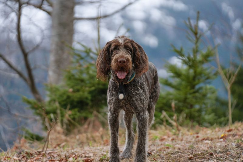 German Wirehaired Pointer: Brush-Proof and Bearded