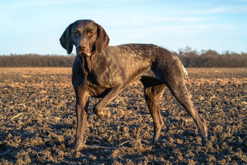German Shorthaired Pointer: The Do-It-All Athlete
