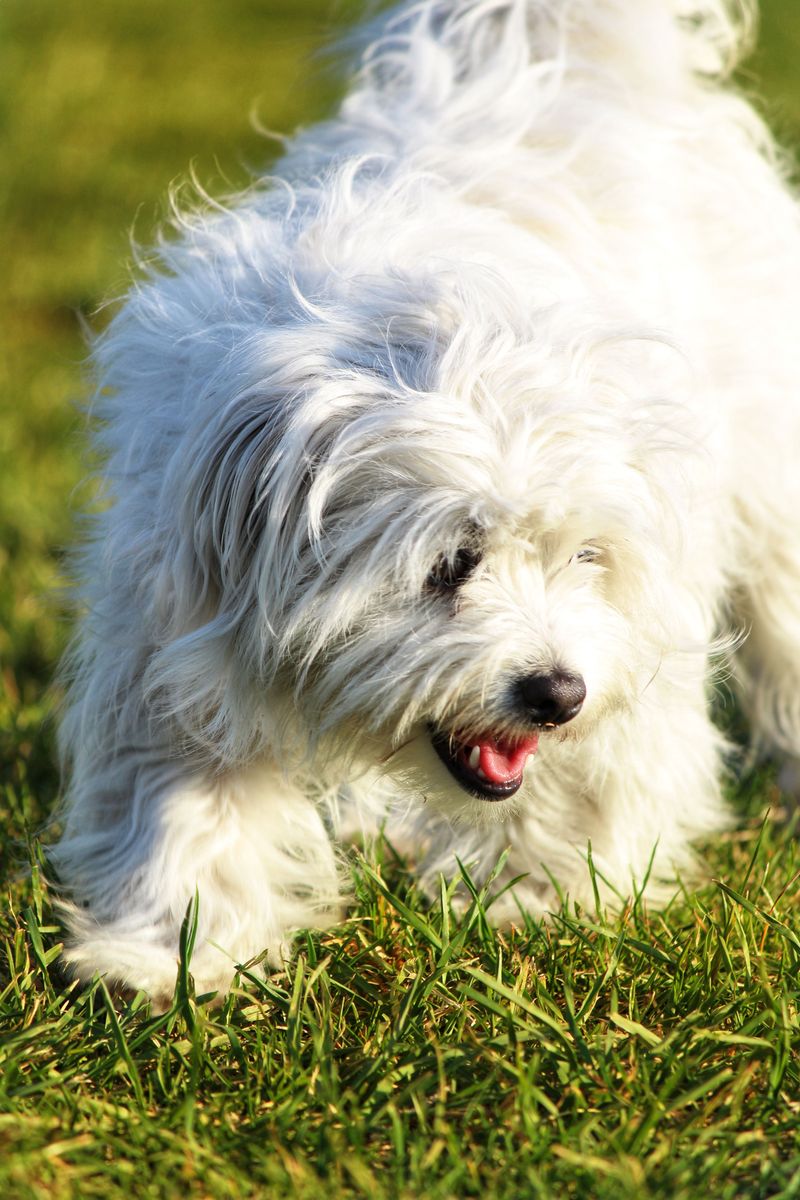 Coton de Tulear: Madagascar's Cuddly Ambassador