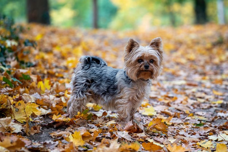 Yorkshire Terrier: Mill Town Mouser
