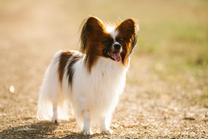 Papillon: Butterfly Ears, Busy Brain