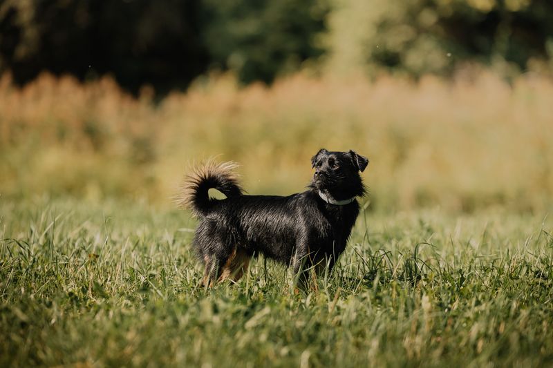 Affenpinscher