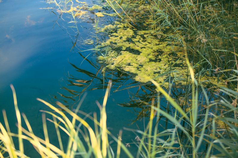 Algae You Cannot Always See