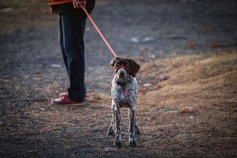 Keep Your Dog On A Short Leash