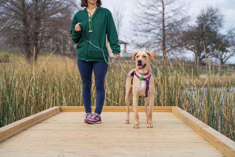 Keep Your Dog Leashed Near Rivers