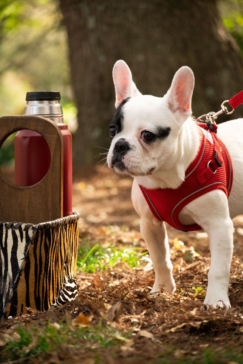 Use a Basket for Leashes and Walking Gear