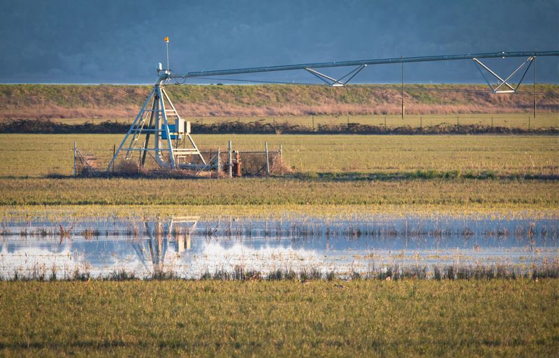 Keep Dogs Out Of Flooded Crop Fields