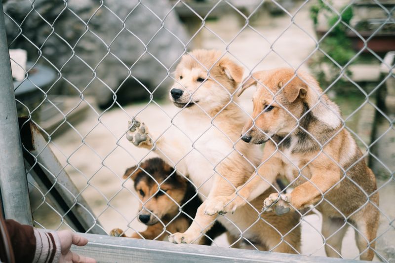 Fence Off Space With Gates or Playpens