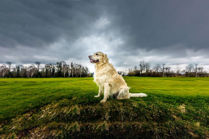 Your Dog May Notice the Weather Before You Do