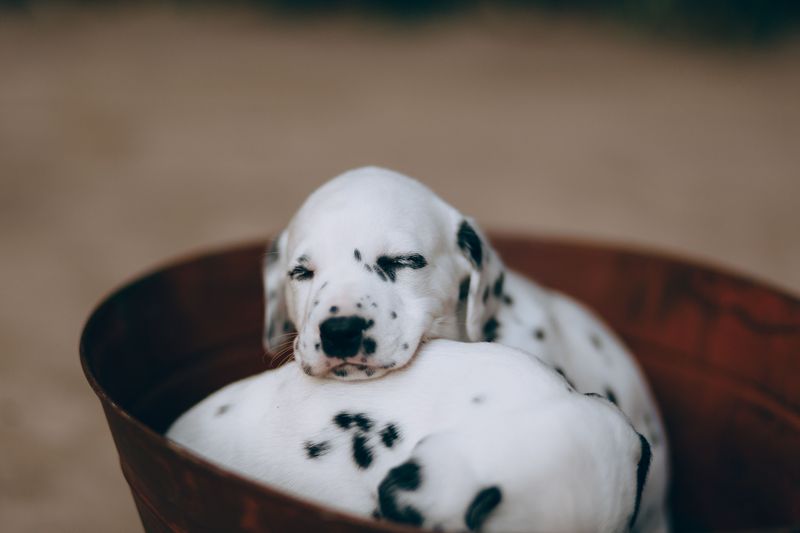 Keep Indoor Potty Pads in One Designated Spot