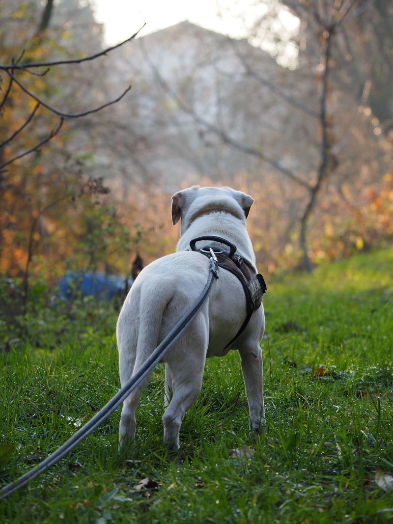 Make Sure Your Dog’s Leash Is Ready