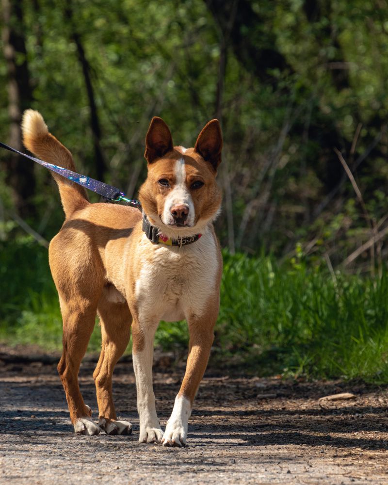Review Leash Rules Before You Arrive