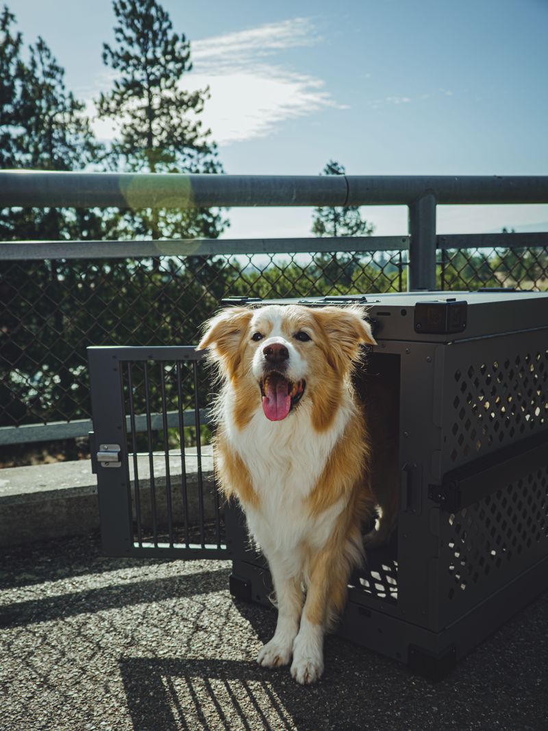 Secure Your Dog During Boarding