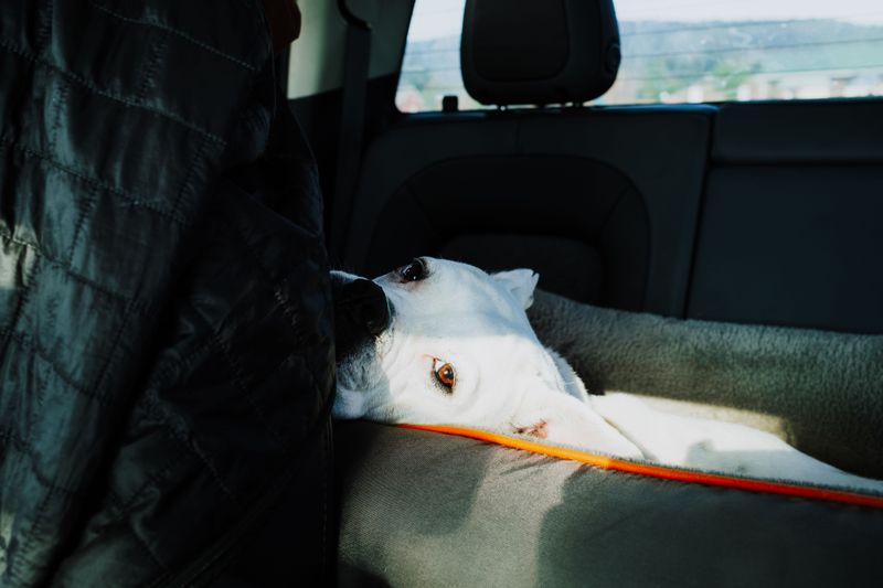 Make a Transportation Plan for a Sick or Injured Dog
