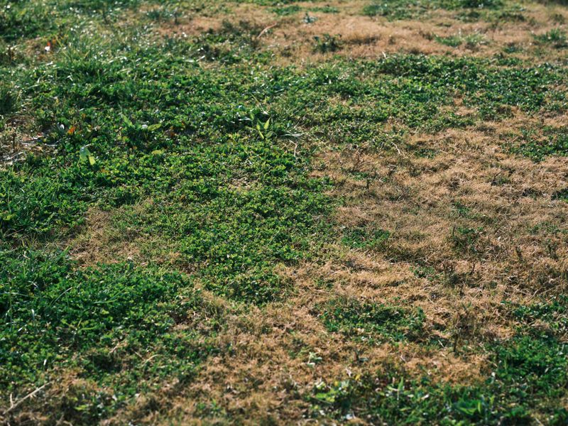 Check Whether the Treatment Targets Lawn Pests or Insects