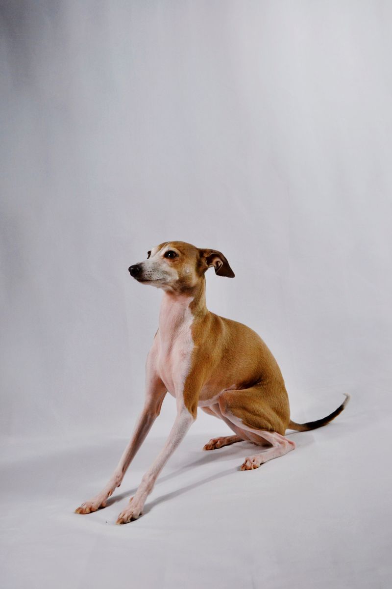 Italian Greyhound: Sleek and Serene