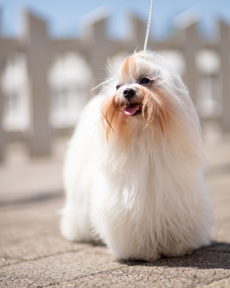 Maltese: Pocket-Sized Royalty