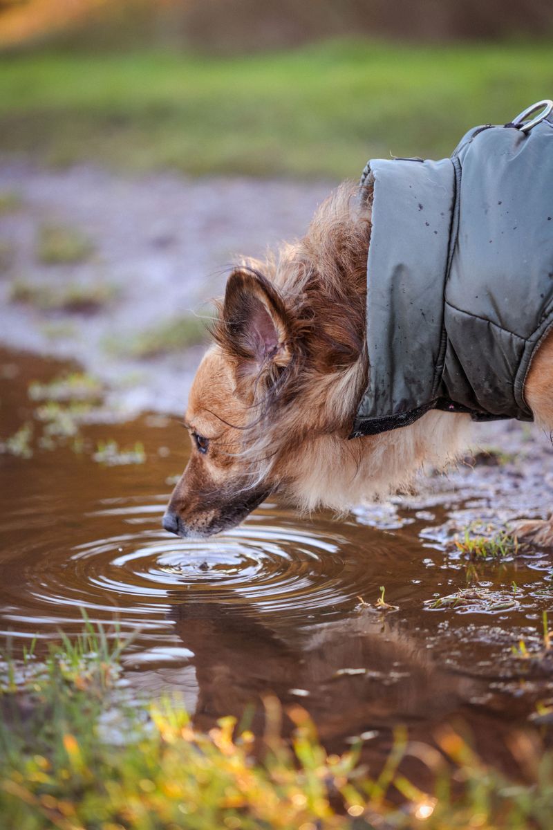 What If My Dog Drinks From a Puddle?