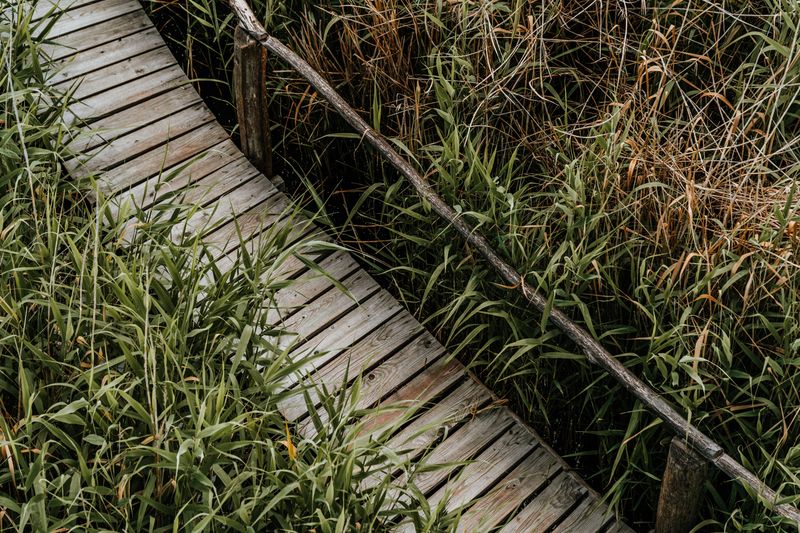 Salt Marsh Plants Can Hide Uneven Ground