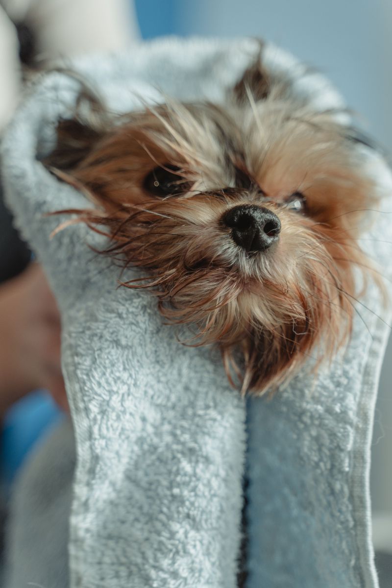 Keep a Paw-Wiping Station and Dog Towel Hook Ready