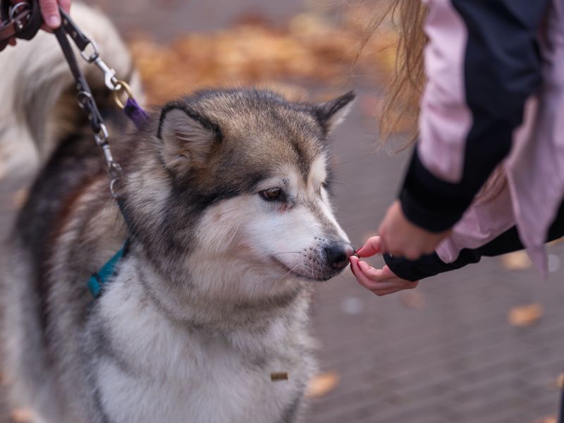 Know What to Do If Your Dog Gets Loose