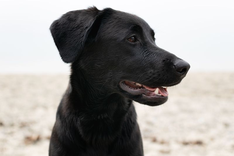 Flat-Coated Retriever: Forever a Puppy