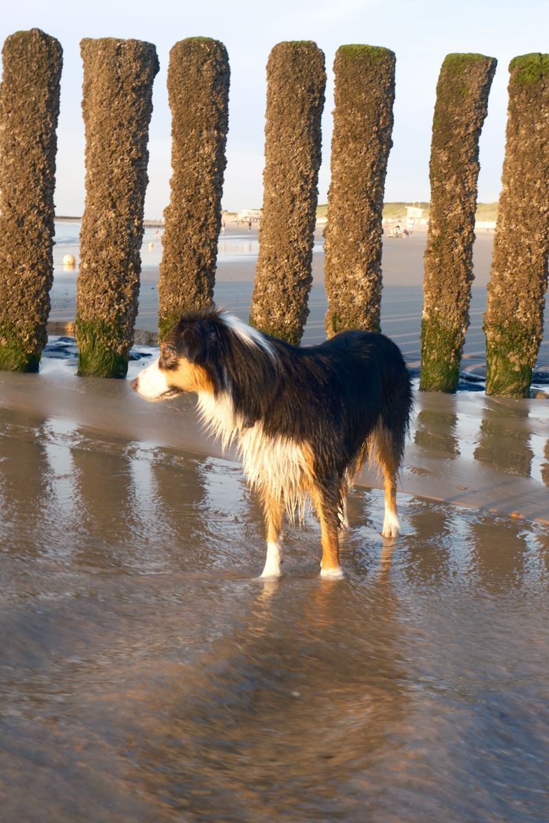 Wet Paws Become More Sensitive