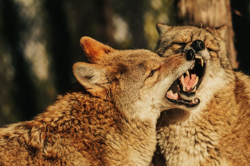 Recognize a Coyote Without Moving Closer
