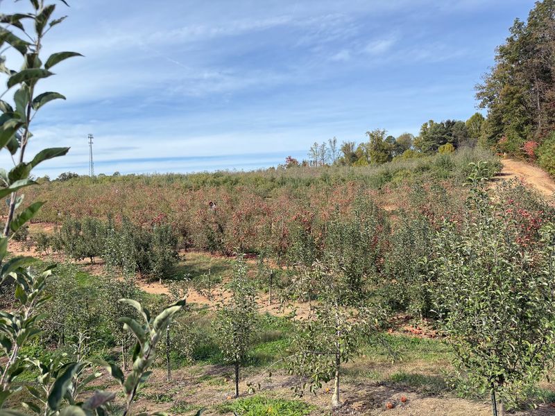 Mercier Orchards: Finish With a Pond-Side Pause