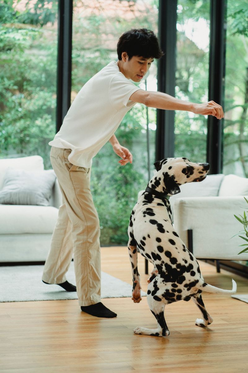 Canine Musical Freestyle