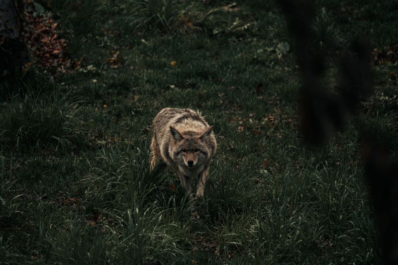 Know When A Coyote Is Acting Unusually
