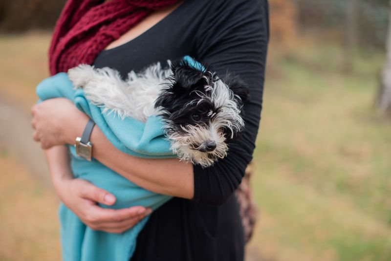 Keep Your Dog Calm After A Suspected Bite
