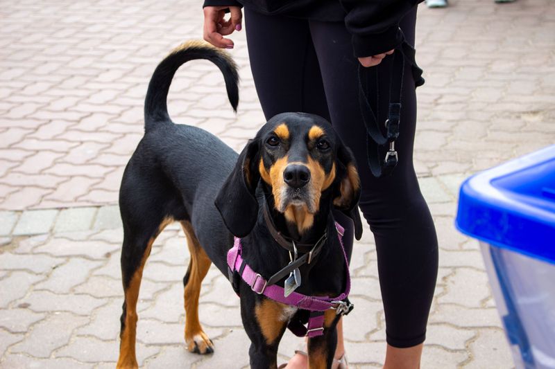 Black and Tan Coonhound: A Nose With Its Own Agenda