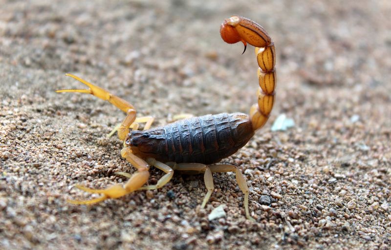 Desert Critters Deserve Respect