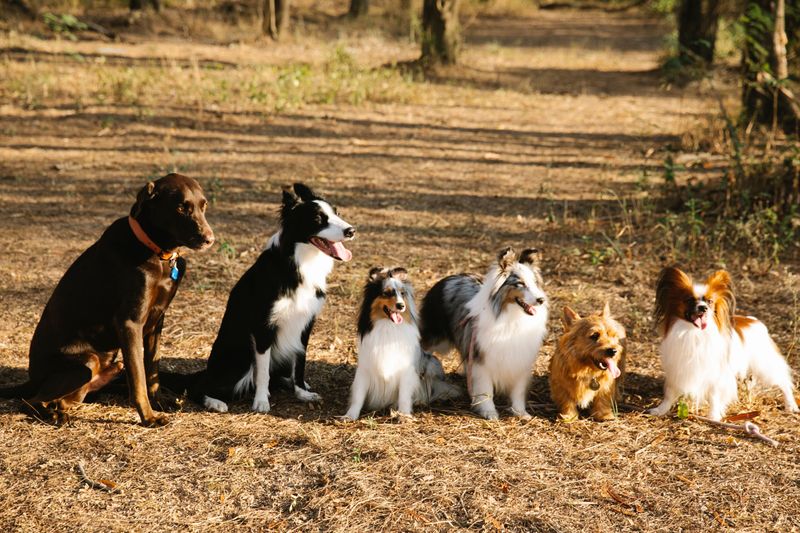 Check for Breed, Size, Age, or Weight Limits